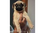 Cuccioli di carlino