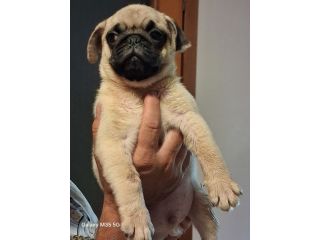 Cuccioli di carlino