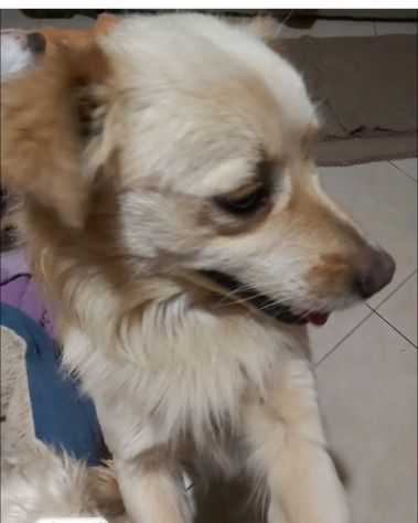 2anni kg12 maschietto sbattuto fuori casa.REGGIO CALABRIA - Foto 2
