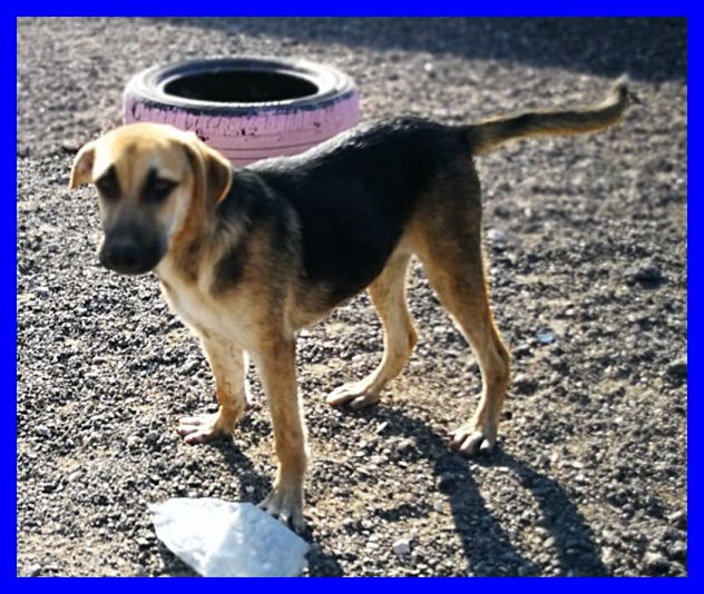 ARGO, DOLCE CUCCIOLO SIMIL PASTORE CERCA CASA - Foto 5