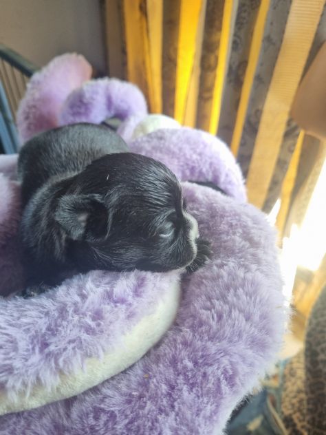 Cuccioli di chihuahua - Foto 6