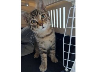 Tao gattino