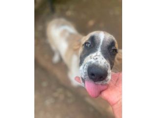 Lillino cucciolo