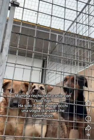 SALLY LA TENEREZZA CANE IN ADOZIONE TG MEDIA - Foto 4