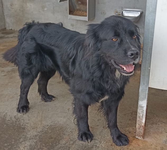 CANE IN ADOZIONE: NADAL, giovane simil terranova. - Foto 3