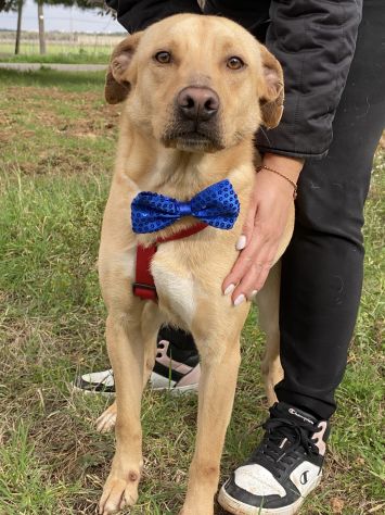 Tuono cucciolo di 2 anni in adozione - Foto 8