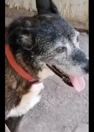 Lady 12anni nera..1vita in canile. Chi può adottarla? NAPOLI - Foto 3