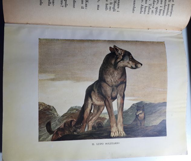 IL PRIMO LIBRO DELLA GIUNGLA, RUDYARD KIPLING, CASA EDITRICE MARZOCCO 1948. - Foto 6