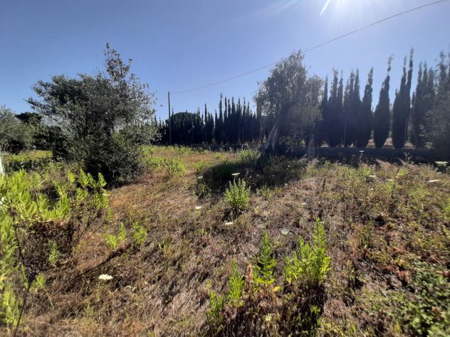 OLIVETO PAINEGGIANTE E VISTA MARE