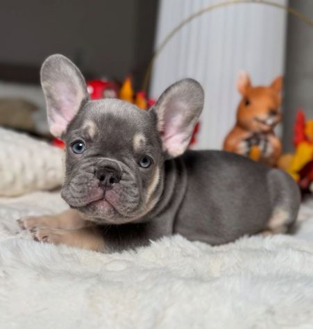 BULLDOG FRANCESE CUCCIOLI TOP- FRENCH BOULEDOGUE pag dilazionato
