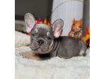 BULLDOG FRANCESE CUCCIOLI TOP- FRENCH BOULEDOGUE  pag dilazionato