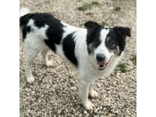 Aurelio 1 anno taglia media