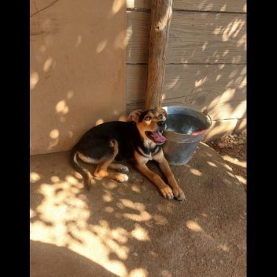 HURRA' E MONIA INVISIBILI FRA GLI INVISIBILI CAGNOLINE IN ADOZIONE - Foto 2