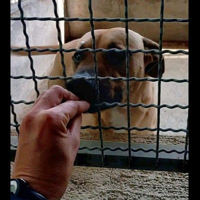 OTIS MENDICANTE DI CAREZZE CANE IN ADOZIONE - Foto 4