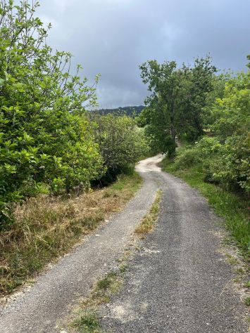 Vatolla- Perdifumo-terreno con piante di fichi e accesso su strada comunale - Foto 6