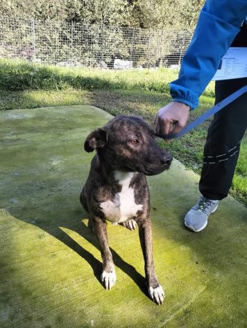 Apollo simil amstaff - Foto 8