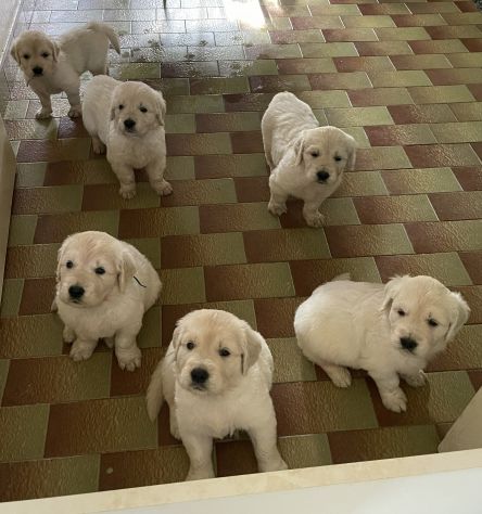 DISPONIBILI SPLENDIDI CUCCIOLI DI GOLDEN RETRIEVER