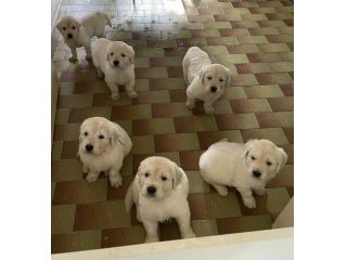 DISPONIBILI SPLENDIDI CUCCIOLI DI GOLDEN RETRIEVER