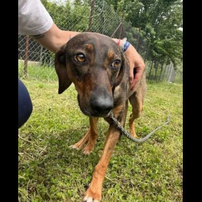 MELAMPO, OCCHIONI DOLCI, CAGNOLINO IN ADOZIONE - Foto 6