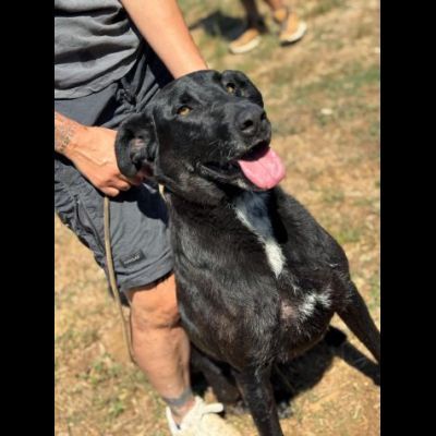 Aaron, amorevole e vitale, aspetta la sua occasione di libertà cane in adozione - Foto 4
