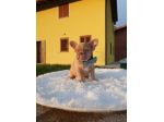 Cuccioli di Bouledogue Francese Isabella New Shade
