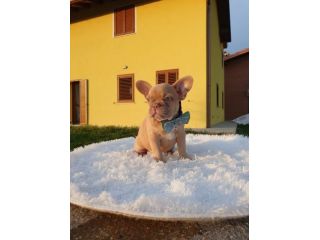 Cuccioli di Bouledogue Francese Isabella New Shade