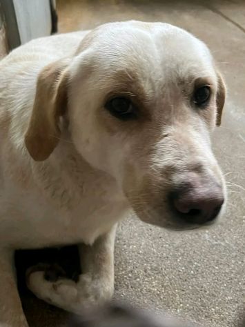 GIOSUE' CANE IN ADOZIONE - Foto 3