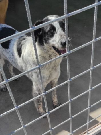 CANE IN ADOZIONE: ESCAPE, taglia medio contenuta. - Foto 4