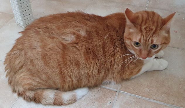 CICCIO e LUNA, maltrattati, cercano serenità - Foto 4