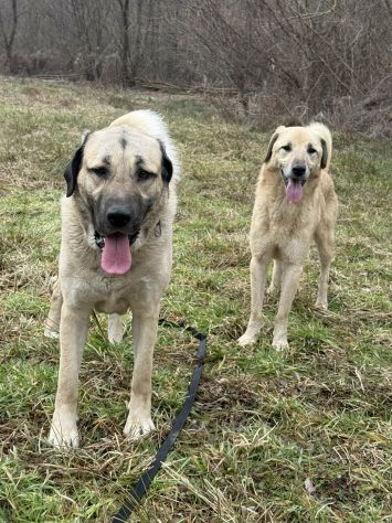 ALEX, cane grande dal cuore gigante! - Foto 7