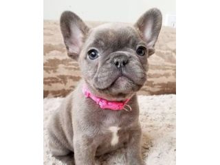 BULLDOG FRANCESE CUCCIOLI BLU - pagamento in 12 mesi