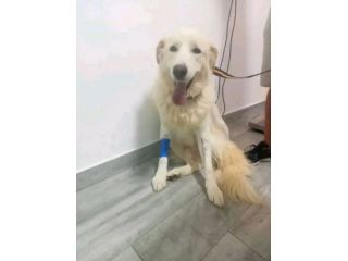 George Maremmano 4anni mollato in 1terreno.CALABRIA