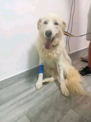 George Maremmano 5anni mollato in 1terreno,vive in poco spazio da 3anniCALABRIA
