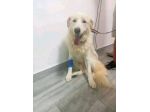 George Maremmano 5anni mollato in 1terreno,vive in poco spazio da 3anniCALABRIA
