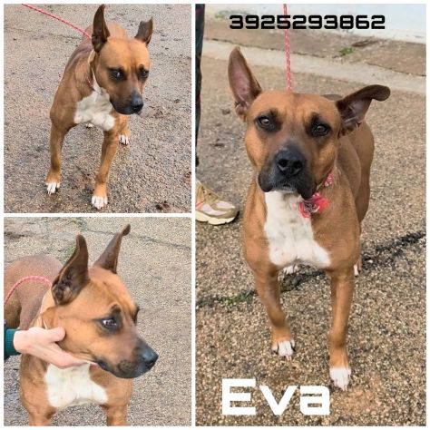 Eva una dolcissima cagnolina amstaff cerca una casa con un amorevole famiglia