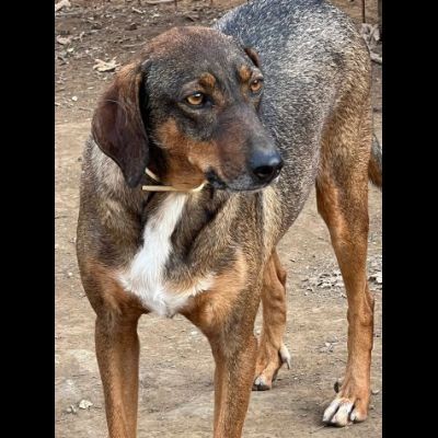 MELAMPO MIX SEGUGIO CANE IN ADOZIONE TG MEDIO CONTENUTA