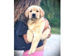CUCCIOLO DI LABRADOR PEDIGREE - LASTRE E TEST - MARINA LAB