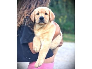 CUCCIOLO DI LABRADOR PEDIGREE - LASTRE E TEST - MARINA LAB