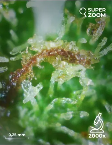Lime Cookie - Foto 5