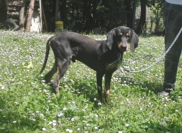 DANKO, splendido mix segugio - Foto 3