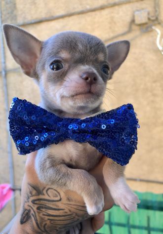 Chihuahua cuccioli - Foto 10