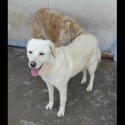 CATERINA CAGNOLINA SIMIL LABRADOR IN ADOZIONE - Foto 6