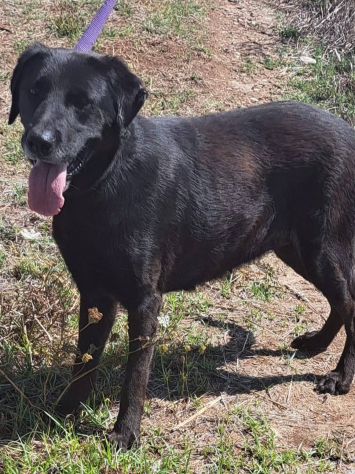 Ciccia simil Labrador - Foto 4