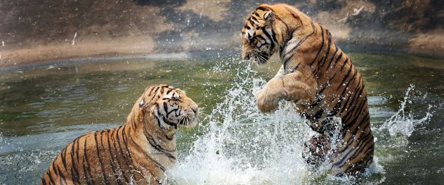 ZOO SAFARI di RAVENNA OTTO BIGLIETTI ORIGINALI: DISPONIBILI anche SINGOLARMENTE - Foto 7