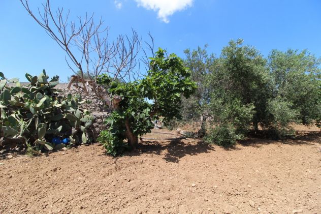TERRENO CON TRULLO C.DA NEVIERA SAN MARZANO DI SAN GIUSEPPE - Foto 6