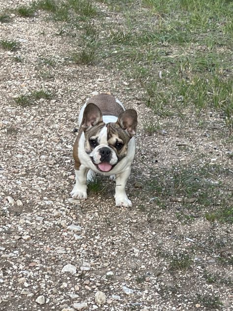 Cuccioli bulldog francese - Foto 2