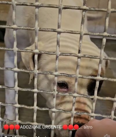 BLOOM AFFETTUOSA CAGNOLONA IN ADOZIONE - Foto 6
