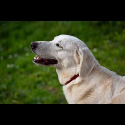 GINEVRA BELLEZZA STREPITOSA CAGNOLINA IN ADOZIONE - Foto 4