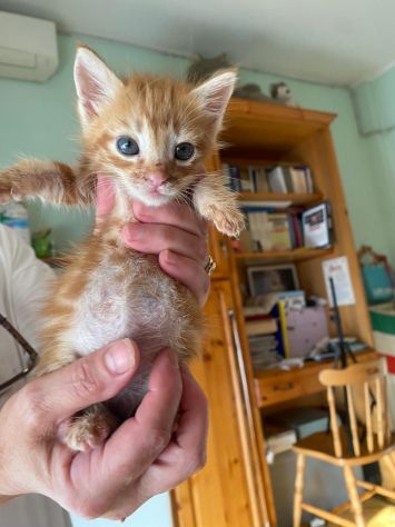 GATTINI ADORABILI