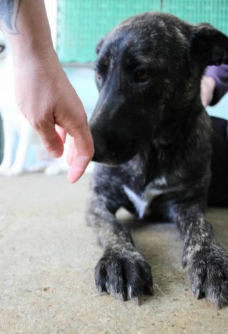 SIMONETTA 2 ANNI SIMIL MALINOIS TIGRATA IN CANILE DA QUANDO AVEVA POCHI GIORNI D